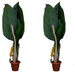 handicrafts banana tree  home decor 3 ft