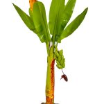 indian artisan hand making banana tree 1.6 ft 1 pice