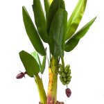 handicrafst banana tree 1.6 ft home and pooja decor